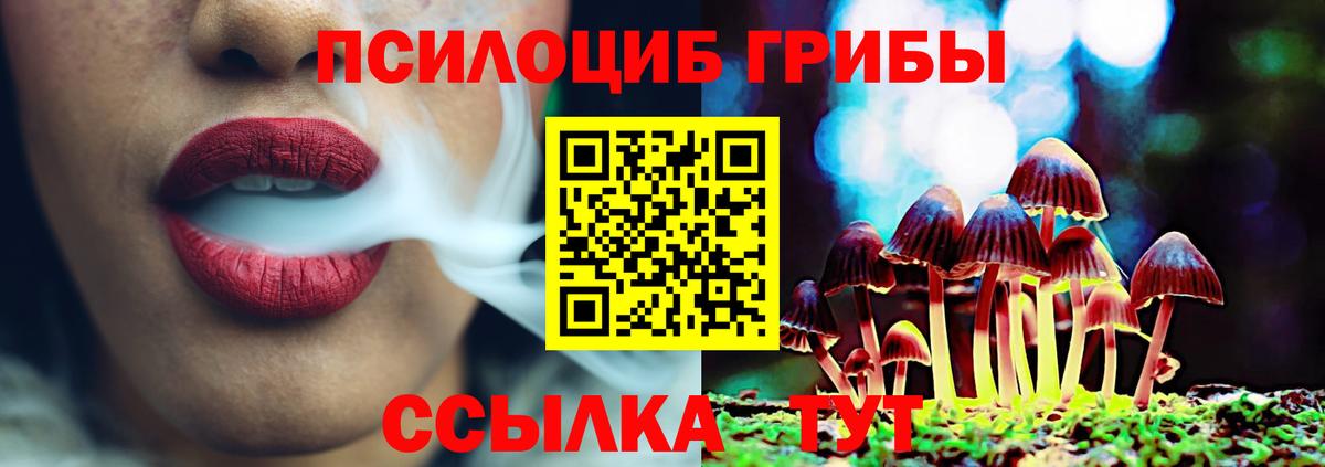 Псилоцибиновые грибы Psilocybe Бор